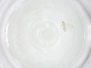  ( - CBG-A18587-A10)  @11 [ ] CreativeCommons - Attribution Share - Alike (2023) Centre for Biodiversity Genomics Centre for Biodiversity Genomics