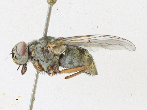  ( - CBG-A16699-A12)  @11 [ ] CreativeCommons - Attribution Share-Alike (2023) CBG Photography Group Centre for Biodiversity Genomics