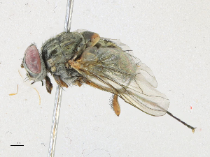  ( - CBG-A16716-G09)  @11 [ ] CreativeCommons - Attribution Share-Alike (2023) CBG Photography Group Centre for Biodiversity Genomics