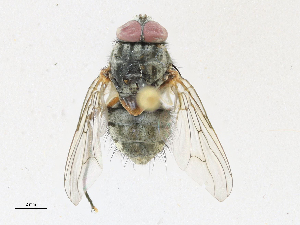  ( - CBG-A16716-G12)  @11 [ ] CreativeCommons - Attribution Share-Alike (2023) CBG Photography Group Centre for Biodiversity Genomics