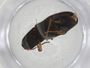  ( - CBG-A18206-C05)  @11 [ ] CreativeCommons - Attribution Share - Alike (2023) Centre for Biodiversity Genomics Centre for Biodiversity Genomics