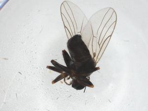  ( - CBG-A18217-G09)  @11 [ ] CreativeCommons - Attribution Share - Alike (2023) Centre for Biodiversity Genomics Centre for Biodiversity Genomics