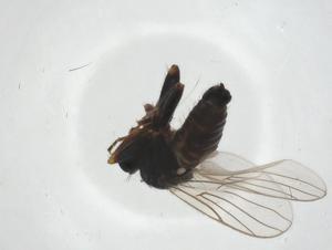  ( - CBG-A18220-D06)  @11 [ ] CreativeCommons - Attribution Share - Alike (2023) Centre for Biodiversity Genomics Centre for Biodiversity Genomics