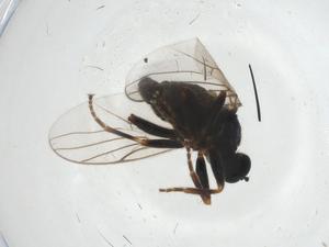  ( - CBG-A18220-E04)  @11 [ ] CreativeCommons - Attribution Share - Alike (2023) Centre for Biodiversity Genomics Centre for Biodiversity Genomics