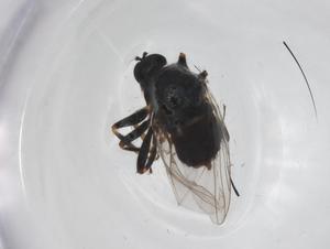  ( - CBG-A18221-F05)  @11 [ ] CreativeCommons - Attribution Share - Alike (2023) Centre for Biodiversity Genomics Centre for Biodiversity Genomics