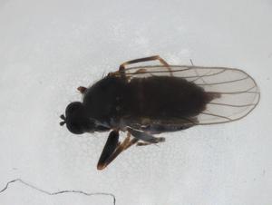  ( - CBG-A18231-A06)  @11 [ ] CreativeCommons - Attribution Share - Alike (2023) Centre for Biodiversity Genomics Centre for Biodiversity Genomics