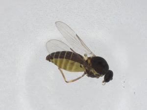  ( - CBG-A18231-D03)  @11 [ ] CreativeCommons - Attribution Share - Alike (2023) Centre for Biodiversity Genomics Centre for Biodiversity Genomics