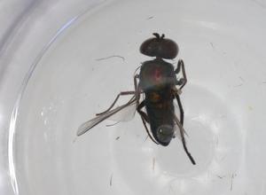  ( - CBG-A18600-D09)  @11 [ ] CreativeCommons - Attribution Share - Alike (2023) Centre for Biodiversity Genomics Centre for Biodiversity Genomics