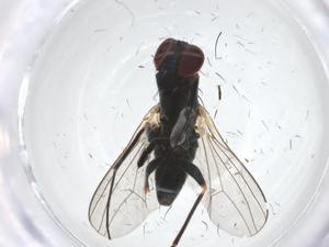  ( - CBG-A18602-A12)  @11 [ ] CreativeCommons - Attribution Share - Alike (2023) Centre for Biodiversity Genomics Centre for Biodiversity Genomics