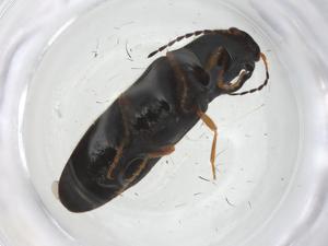  ( - CBG-A18604-A02)  @11 [ ] CreativeCommons - Attribution Share - Alike (2023) Centre for Biodiversity Genomics Centre for Biodiversity Genomics