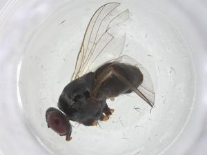  ( - CBG-A18621-A09)  @11 [ ] CreativeCommons - Attribution Share - Alike (2023) Centre for Biodiversity Genomics Centre for Biodiversity Genomics