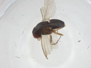  ( - CBG-A18624-D03)  @11 [ ] CreativeCommons - Attribution Share - Alike (2023) Centre for Biodiversity Genomics Centre for Biodiversity Genomics