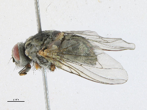  ( - CBG-A21649-A03)  @11 [ ] CreativeCommons - Attribution Share-Alike (2023) CBG Photography Group Centre for Biodiversity Genomics