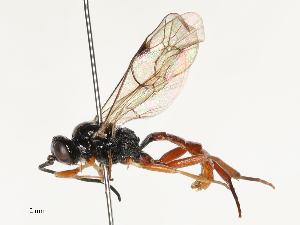  ( - CBG-B01517-A02)  @11 [ ] CreativeCommons - Attribution Share - Alike (2025) CBG Photography Group Centre for Biodiversity Genomics