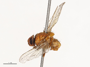  ( - CBG-B01517-H03)  @11 [ ] CreativeCommons - Attribution Share - Alike (2025) CBG Photography Group Centre for Biodiversity Genomics