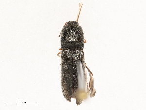  ( - CBG-B01651-B09)  @11 [ ] CreativeCommons - Attribution Share - Alike (2025) CBG Photography Group Centre for Biodiversity Genomics