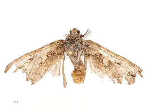  ( - CBG-B01651-C03)  @11 [ ] CreativeCommons - Attribution Share - Alike (2025) CBG Photography Group Centre for Biodiversity Genomics