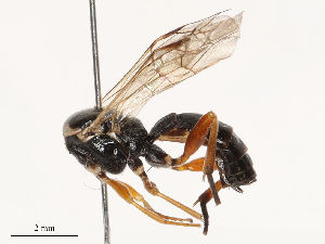  ( - CBG-B01651-G11)  @11 [ ] CreativeCommons - Attribution Share - Alike (2025) CBG Photography Group Centre for Biodiversity Genomics