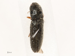  ( - CBG-B01651-H10)  @11 [ ] CreativeCommons - Attribution Share - Alike (2025) CBG Photography Group Centre for Biodiversity Genomics