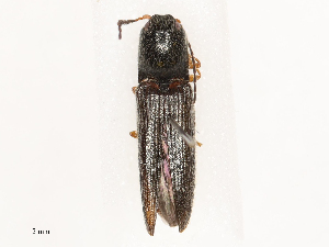  ( - CBG-B01652-D05)  @11 [ ] CreativeCommons - Attribution Share - Alike (2025) CBG Photography Group Centre for Biodiversity Genomics