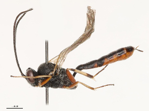  ( - CBG-B01652-D10)  @11 [ ] CreativeCommons - Attribution Share - Alike (2025) CBG Photography Group Centre for Biodiversity Genomics