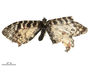  ( - CBG-B01656-A06)  @11 [ ] CreativeCommons - Attribution Share - Alike (2025) CBG Photography Group Centre for Biodiversity Genomics