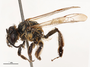  (Andrena optata - CBG-B01656-B06)  @11 [ ] CreativeCommons - Attribution Share - Alike (2025) CBG Photography Group Centre for Biodiversity Genomics