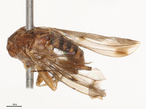  ( - CBG-B01656-E04)  @11 [ ] CreativeCommons - Attribution Share - Alike (2025) CBG Photography Group Centre for Biodiversity Genomics