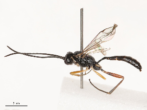  ( - CBG-B01656-G03)  @11 [ ] CreativeCommons - Attribution Share - Alike (2025) CBG Photography Group Centre for Biodiversity Genomics
