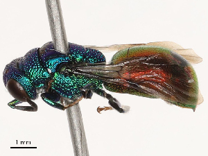  ( - CBG-B01660-H04)  @11 [ ] CreativeCommons - Attribution Share - Alike (2025) CBG Photography Group Centre for Biodiversity Genomics