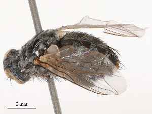  ( - CBG-B01661-B09)  @11 [ ] CreativeCommons - Attribution Share - Alike (2025) CBG Photography Group Centre for Biodiversity Genomics