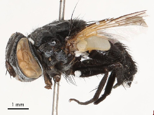  ( - CBG-B01661-E04)  @11 [ ] CreativeCommons - Attribution Share - Alike (2025) CBG Photography Group Centre for Biodiversity Genomics