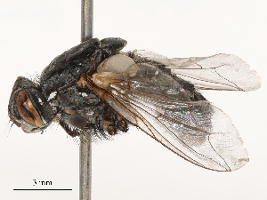  ( - CBG-B01661-F09)  @11 [ ] CreativeCommons - Attribution Share - Alike (2025) CBG Photography Group Centre for Biodiversity Genomics