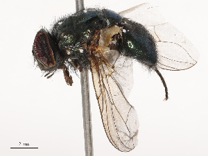  ( - CBG-B01661-G01)  @11 [ ] CreativeCommons - Attribution Share - Alike (2025) CBG Photography Group Centre for Biodiversity Genomics