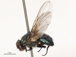  ( - CBG-B01661-G09)  @11 [ ] CreativeCommons - Attribution Share - Alike (2025) CBG Photography Group Centre for Biodiversity Genomics