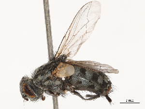  ( - CBG-B01661-G10)  @11 [ ] CreativeCommons - Attribution Share - Alike (2025) CBG Photography Group Centre for Biodiversity Genomics