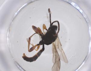  ( - CBG-B01739-D06)  @11 [ ] CreativeCommons - Attribution Share - Alike (2025) Centre for Biodiversity Genomics Centre for Biodiversity Genomics