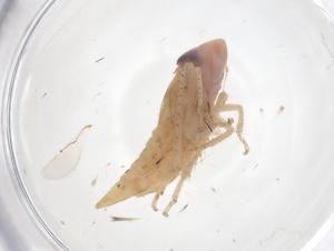  ( - CBG-B01740-H11)  @11 [ ] CreativeCommons - Attribution Share - Alike (2025) Centre for Biodiversity Genomics Centre for Biodiversity Genomics