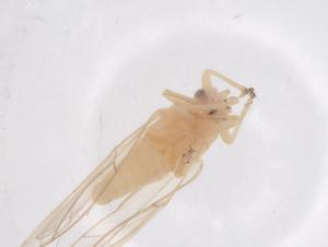  ( - CBG-B02197-B02)  @11 [ ] CreativeCommons - Attribution Share - Alike (2025) Centre for Biodiversity Genomics Centre for Biodiversity Genomics