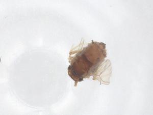  (Aphis vallei - CBG-B02901-C03)  @11 [ ] CreativeCommons - Attribution Share - Alike (2025) Centre for Biodiversity Genomics Centre for Biodiversity Genomics