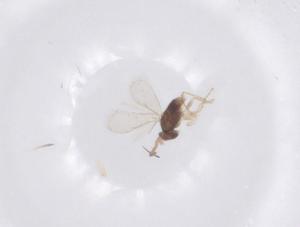  ( - CBG-B02974-D08)  @11 [ ] CreativeCommons - Attribution Share - Alike (2025) Centre for Biodiversity Genomics Centre for Biodiversity Genomics