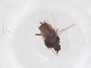  (Aphis galiiscabri - CBG-B03222-F10)  @11 [ ] CreativeCommons - Attribution Share - Alike (2025) Centre for Biodiversity Genomics Centre for Biodiversity Genomics