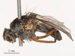  ( - CBG-B03261-A06)  @11 [ ] CreativeCommons - Attribution Share - Alike (2025) CBG Photography Group Centre for Biodiversity Genomics