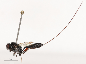  ( - CBG-B03261-B03)  @11 [ ] CreativeCommons - Attribution Share - Alike (2025) CBG Photography Group Centre for Biodiversity Genomics