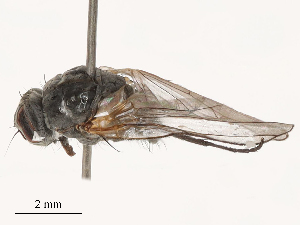  ( - CBG-B03261-F10)  @11 [ ] CreativeCommons - Attribution Share - Alike (2025) CBG Photography Group Centre for Biodiversity Genomics