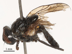  ( - CBG-B03261-H03)  @11 [ ] CreativeCommons - Attribution Share - Alike (2025) CBG Photography Group Centre for Biodiversity Genomics