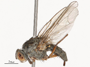  ( - CBG-B03264-A08)  @11 [ ] CreativeCommons - Attribution Share - Alike (2025) CBG Photography Group Centre for Biodiversity Genomics