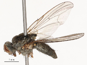  ( - CBG-B03264-A10)  @11 [ ] CreativeCommons - Attribution Share - Alike (2025) CBG Photography Group Centre for Biodiversity Genomics