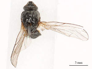  ( - CBG-B03264-C03)  @11 [ ] CreativeCommons - Attribution Share - Alike (2025) CBG Photography Group Centre for Biodiversity Genomics