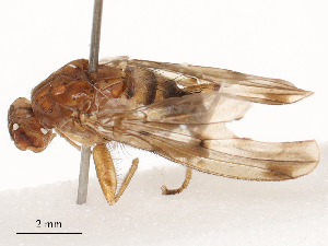  ( - CBG-B03264-E03)  @11 [ ] CreativeCommons - Attribution Share - Alike (2025) CBG Photography Group Centre for Biodiversity Genomics